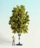 68010-birch.jpg