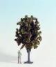 68021_apfelbaum_30-apple.jpg